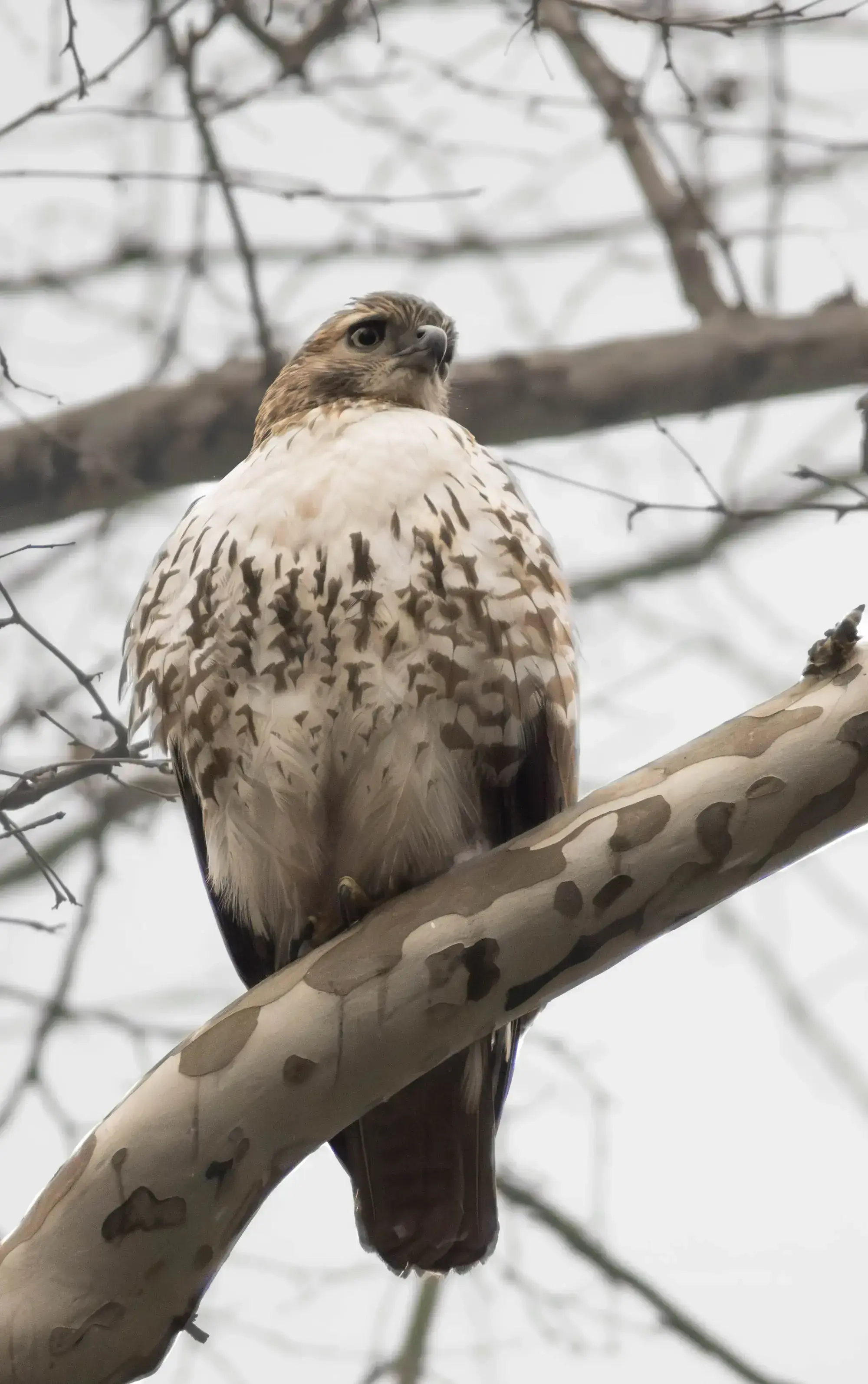 hawk.webp