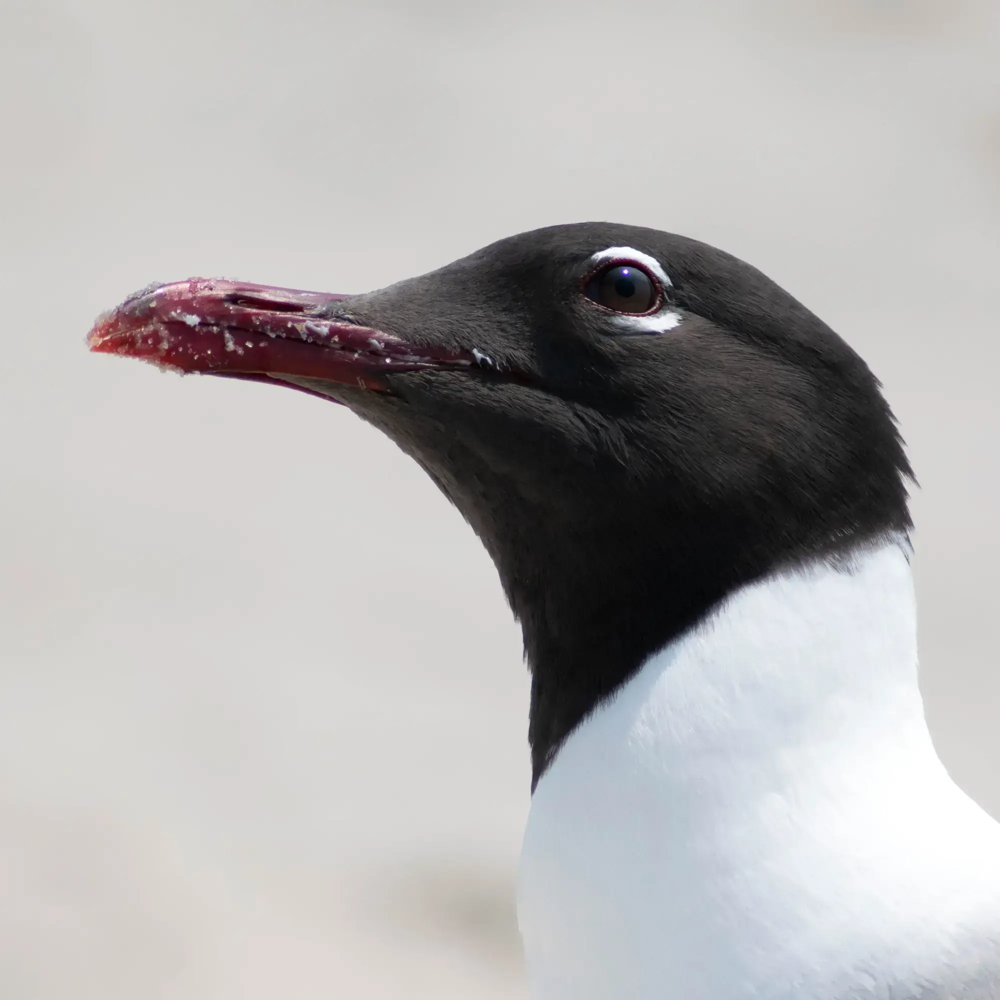 curiousBird.webp