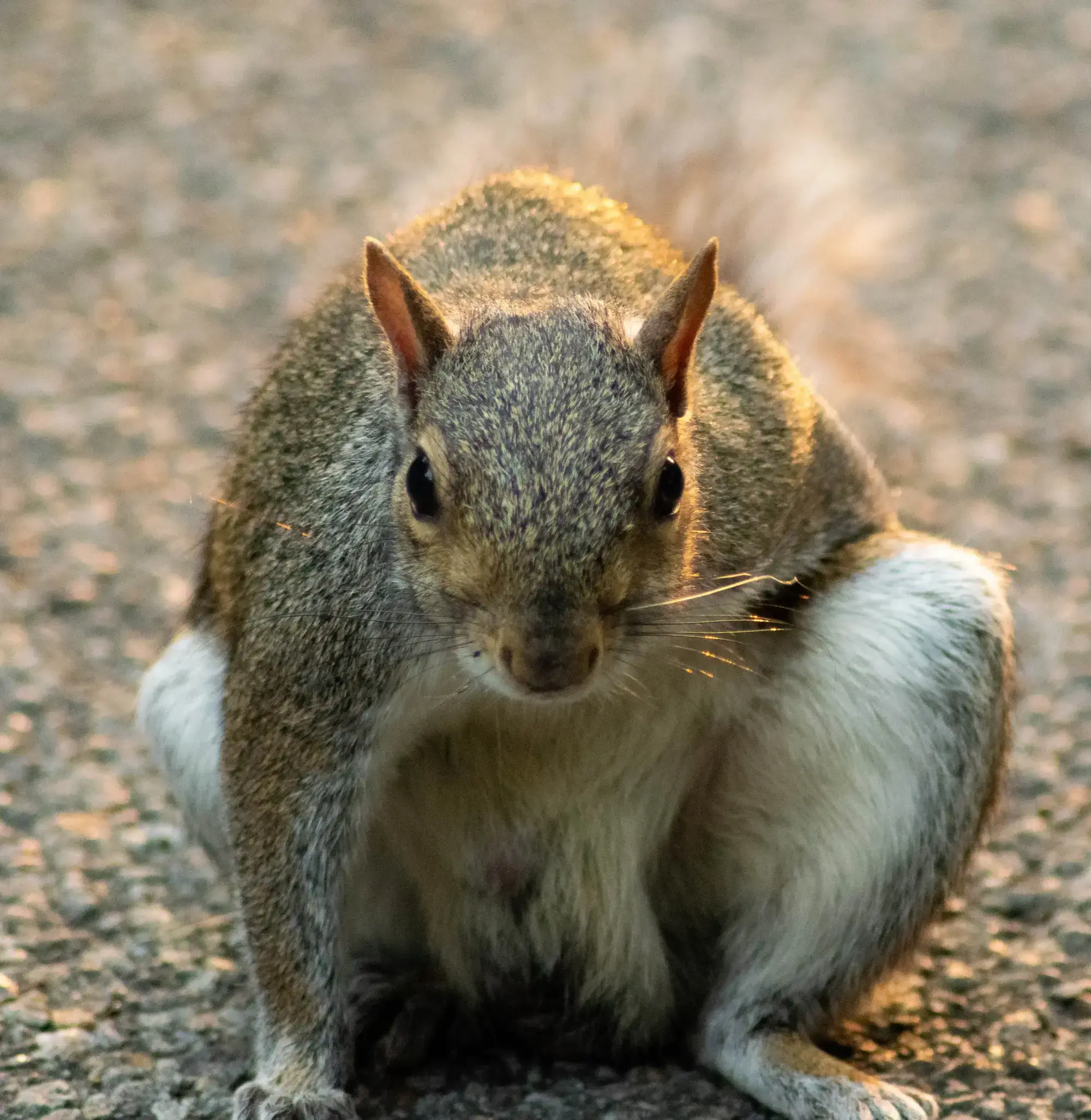 superHeroSquirrel.webp