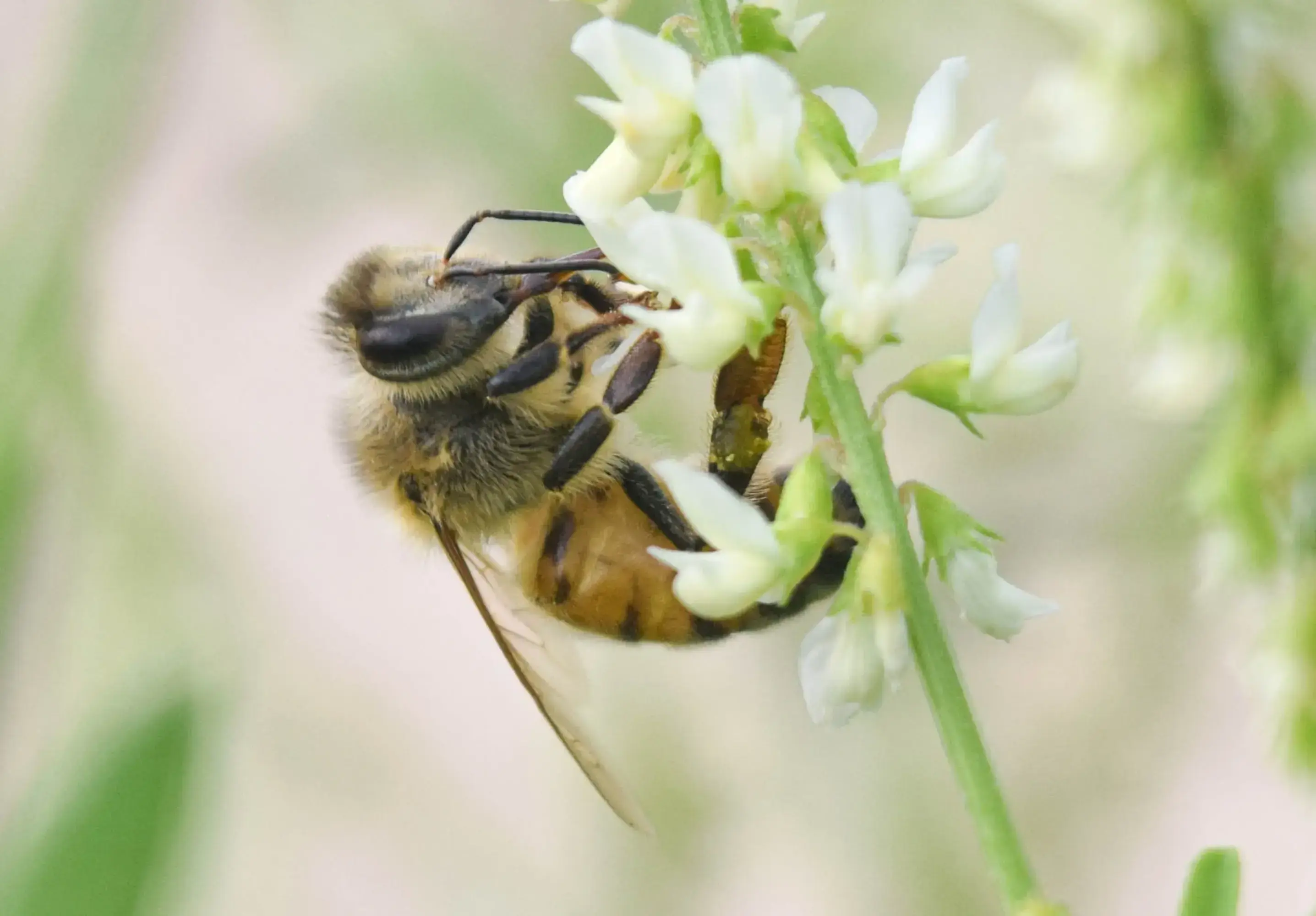 bee