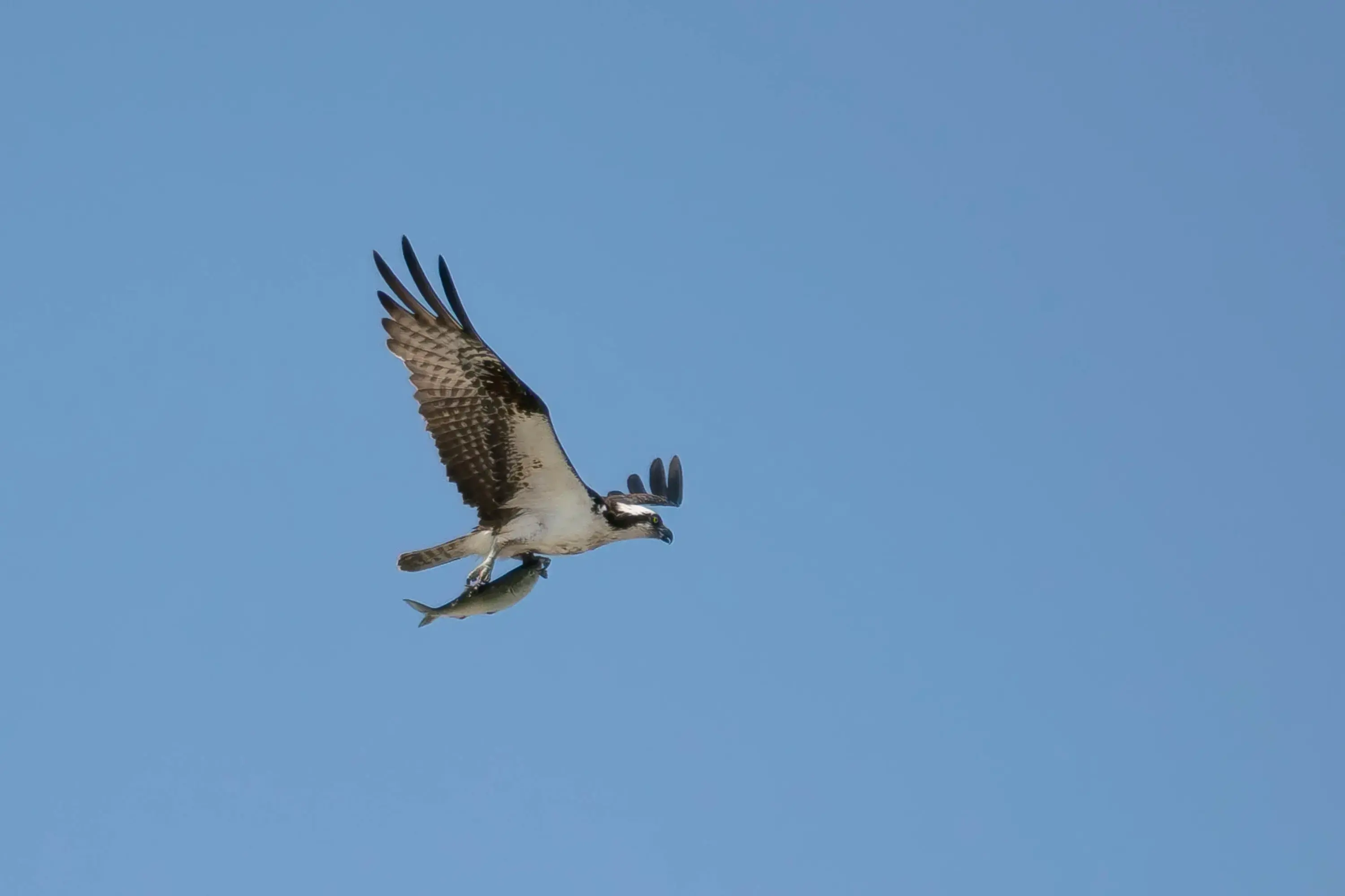 birdWithFish
