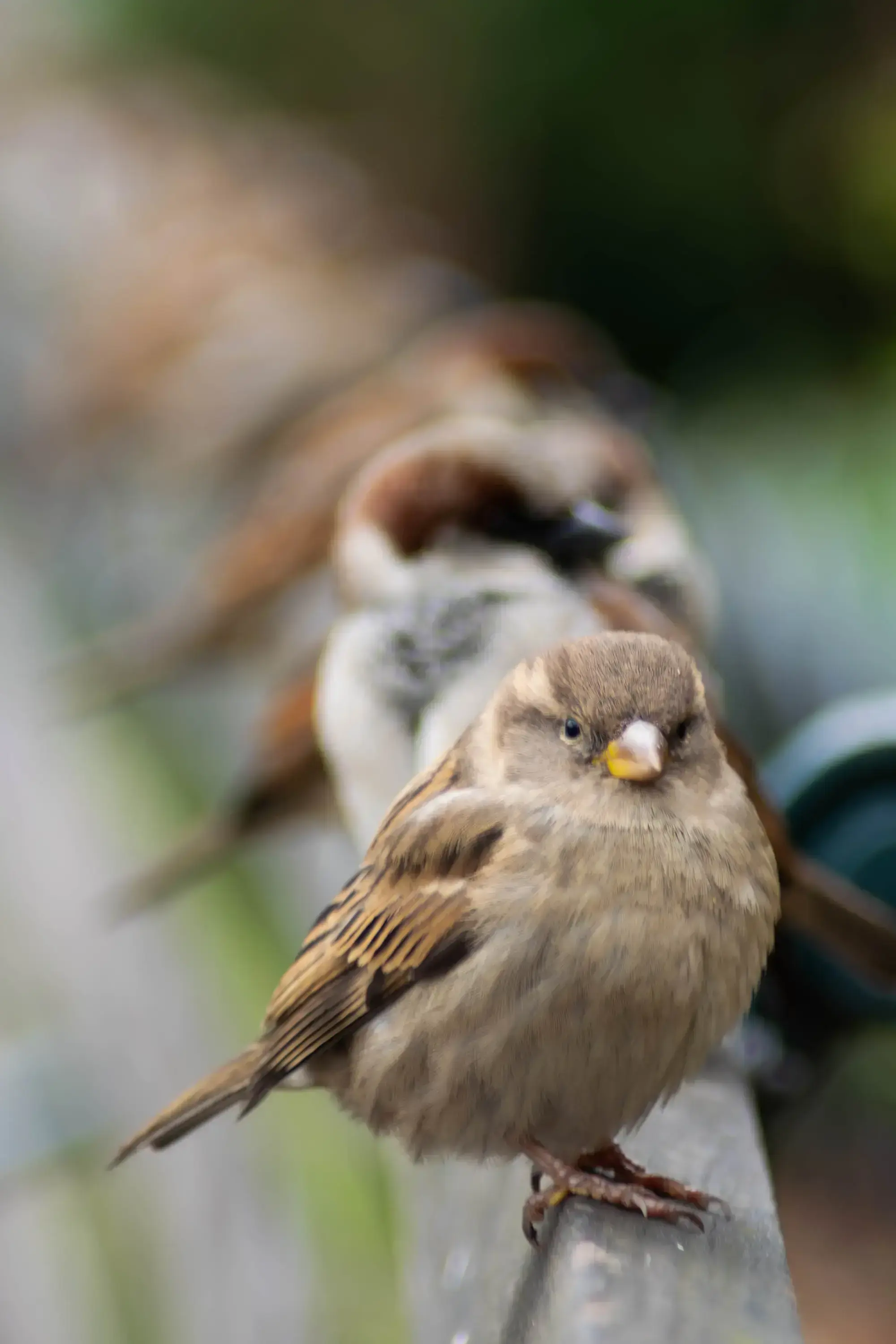 birds_in_line