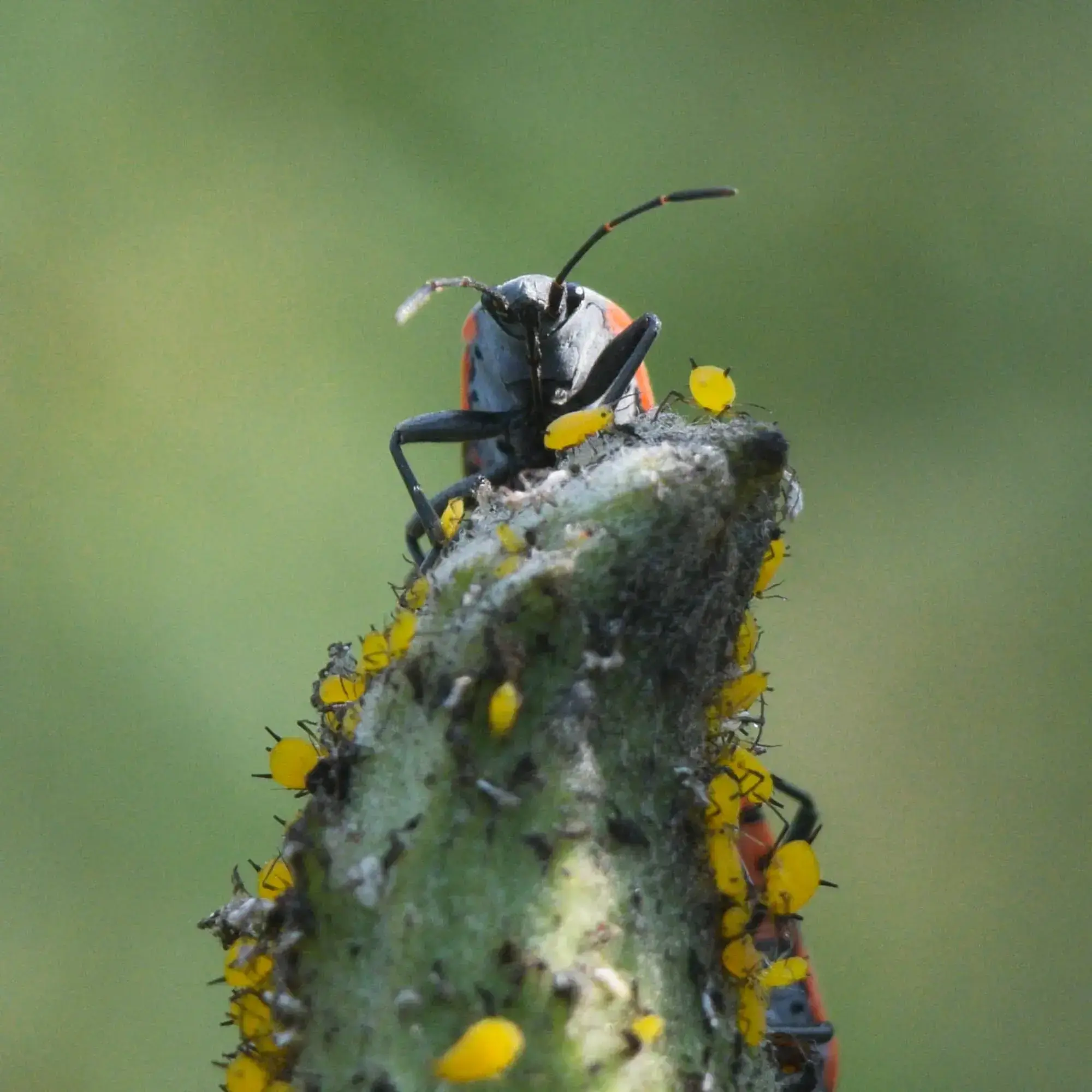 bug