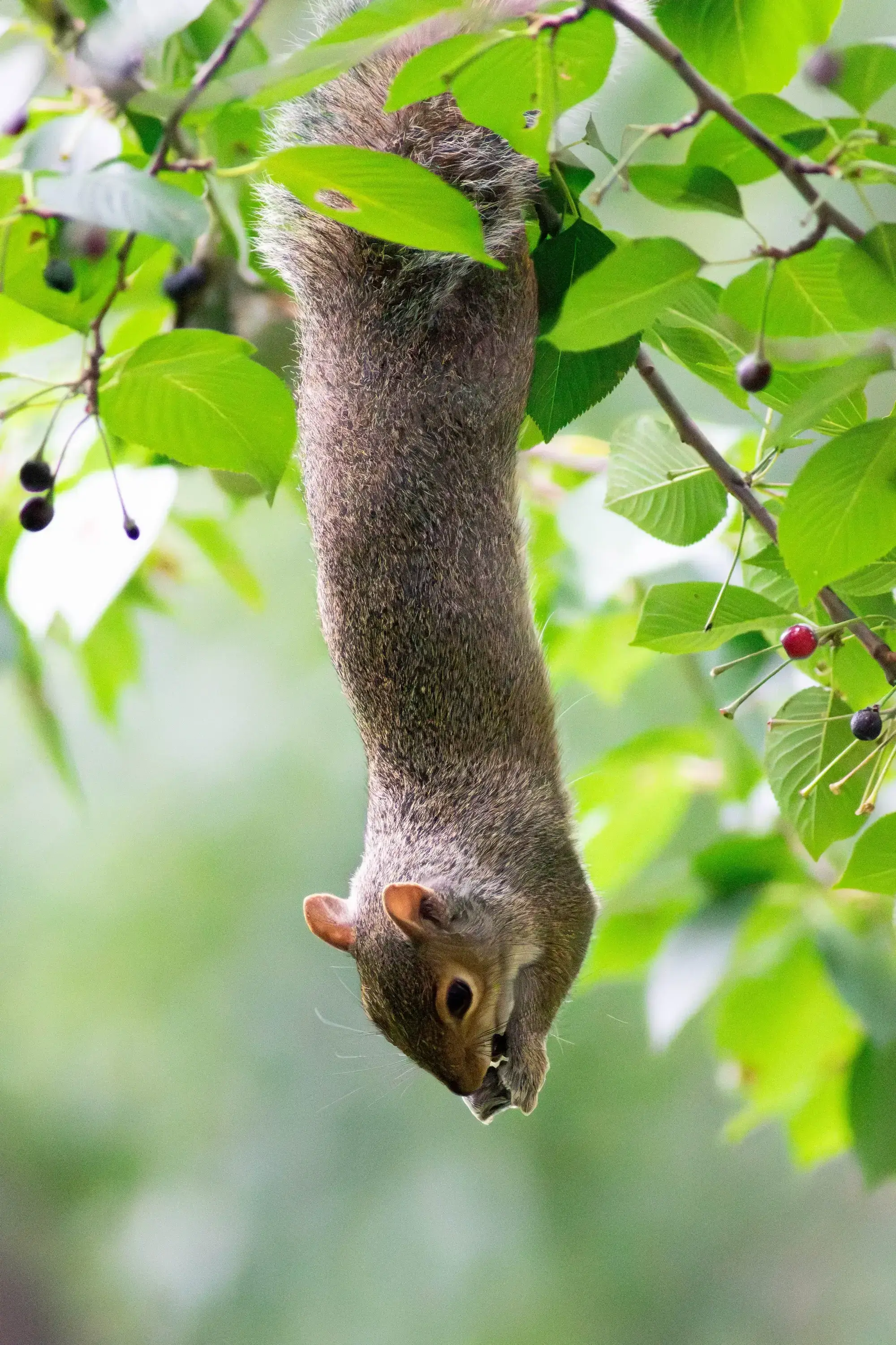 hangingSquirrel