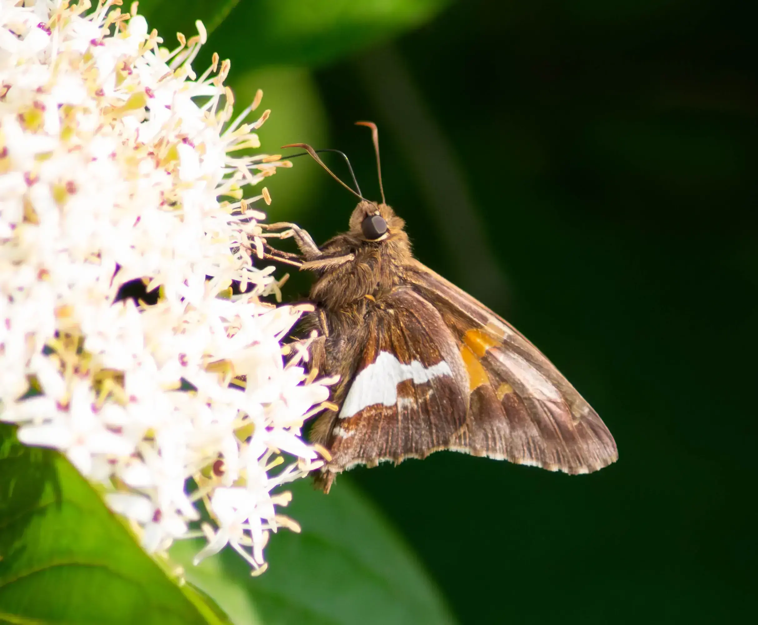 moth