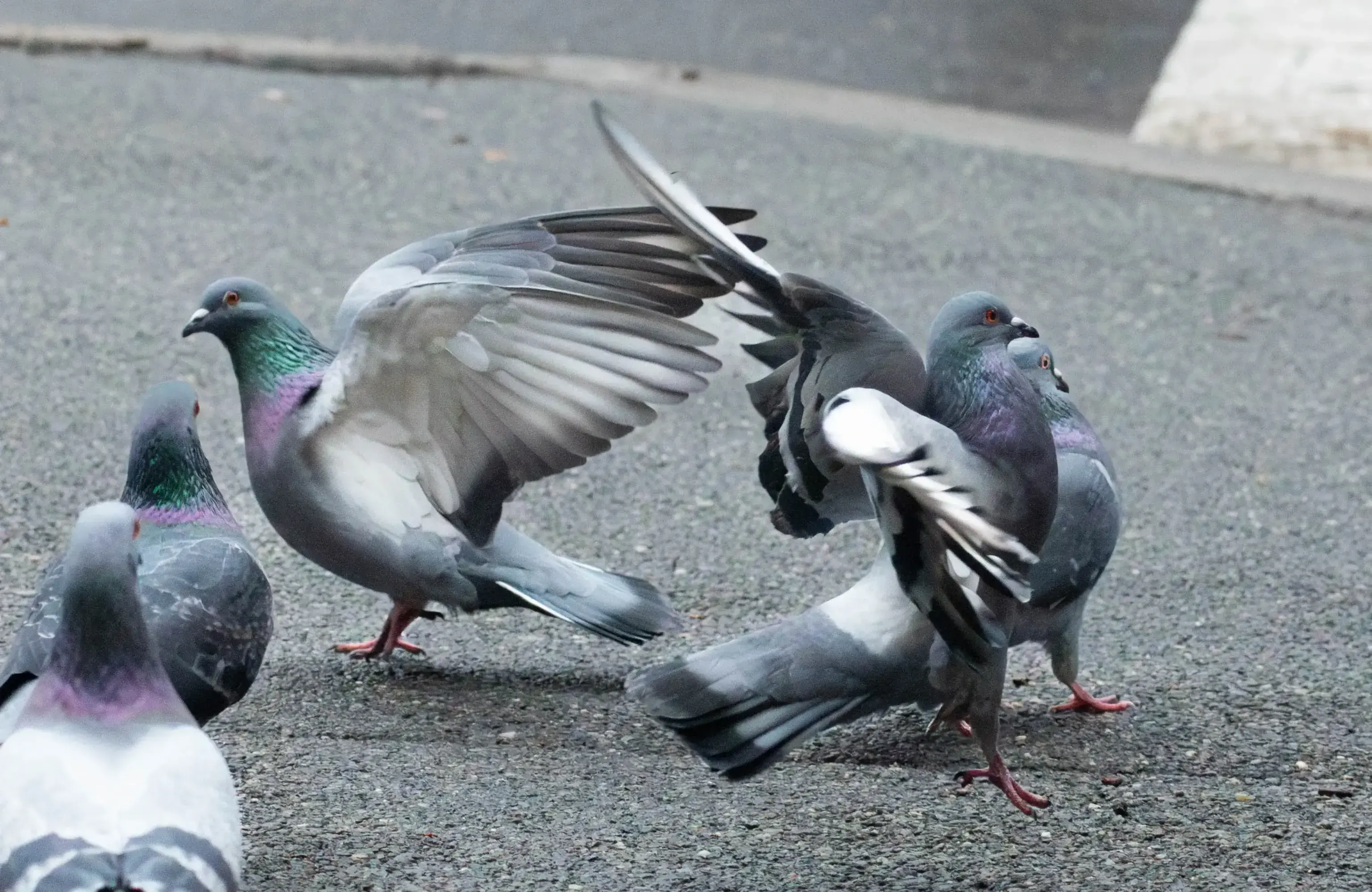 pigeon_performer