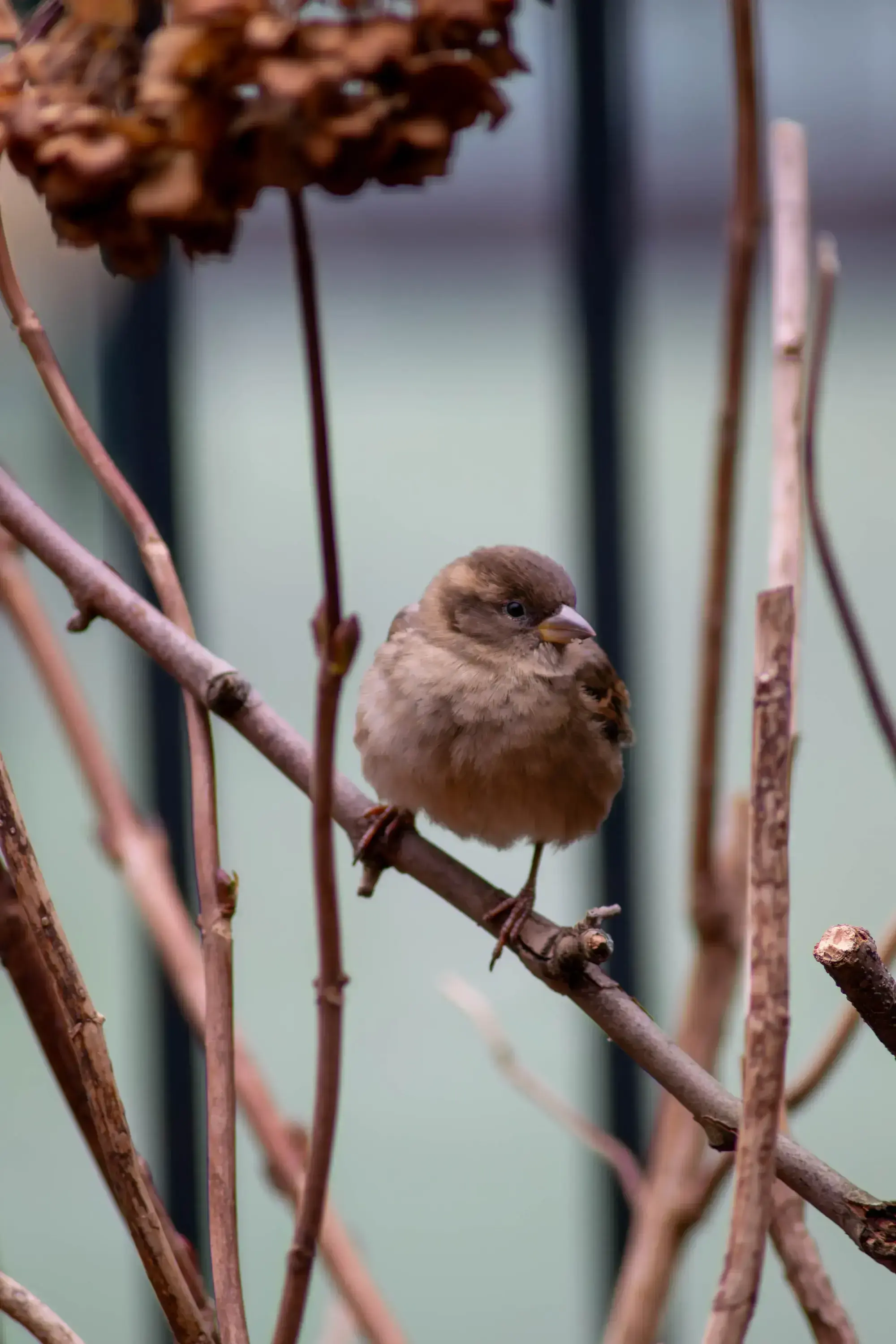 red_finch